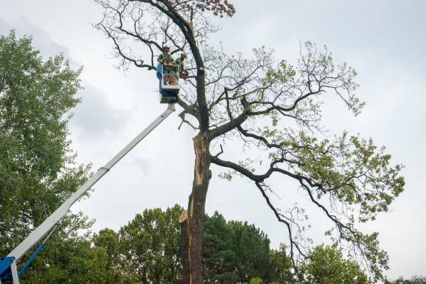 How Our Tree Care Process Works  in  Sauk Village, IL